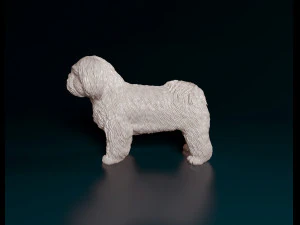 Shih Tzu 3D Print Model