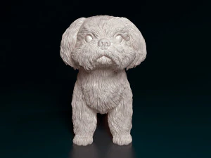 Shih Tzu 3D Print Model