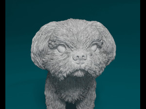 Shih Tzu Modelo de Impressão 3D