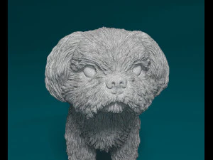 Shih Tzu 3D Print Model