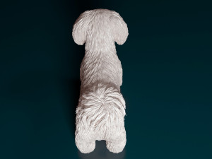 Shih Tzu Modelo de Impressão 3D