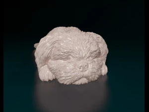 Shih Tzu lying down 3D Print Model