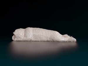 Shih Tzu lying down 3D Print Model