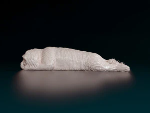 Shih Tzu lying down 3D Print Model