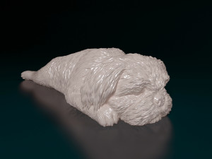 Shih Tzu lying down 3D Print Model