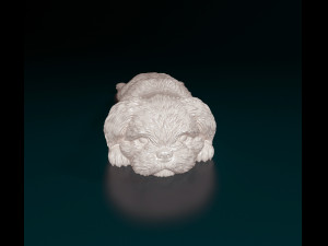 Shih Tzu lying down 3D Print Model