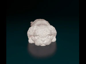 Shih Tzu lying down 3D Print Model