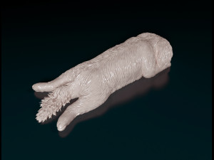 Shih Tzu lying down 3D Print Model