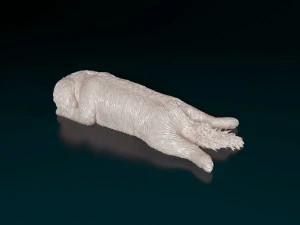 Shih Tzu lying down 3D Print Model