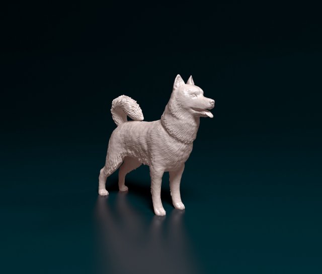 Siberian Husky Modelo de Impressão 3D .c4d .max .obj .3ds .fbx .stl .blend 