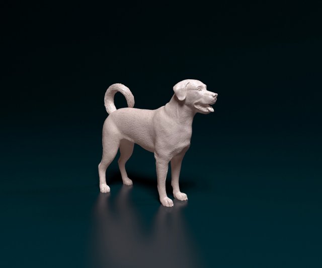 Labrador x Rottweiler 3D Baskı Modeli .c4d .max .obj .3ds .fbx .stl .blend 