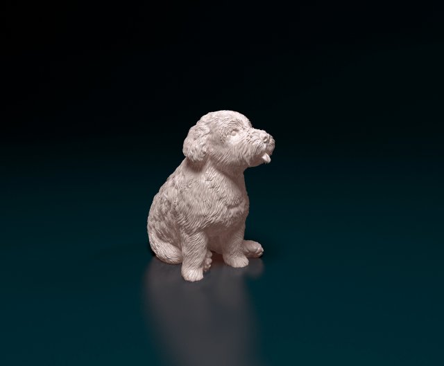 Miniature Schnauzer sitting Model do druku 3D .c4d .max .obj .3ds .fbx .stl .blend 