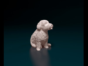 Miniature Schnauzer sitting Modèles 3D en vedette