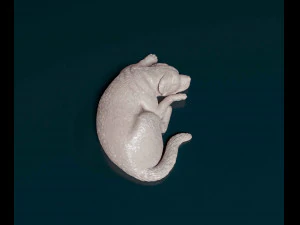 Rottweiler lying down 3D Print Model