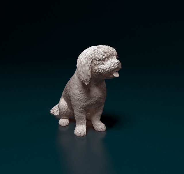 Shih Tzu with tongue 3D Print Model .c4d .max .obj .3ds .fbx .stl .blend 