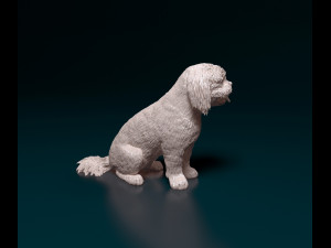 Shih Tzu with tongue 3D Print Model