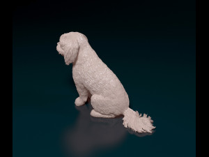 Shih Tzu with tongue 3D Print Model