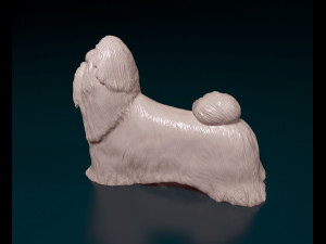 Shih Tzu 3D Принт Модель