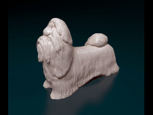 Shih Tzu 3D Принт Модель