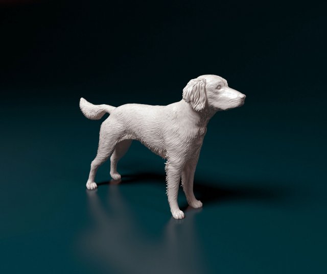 Small Munsterlander 3D Print Model .c4d .max .obj .3ds .fbx .stl .blend 