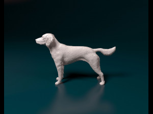 Small Munsterlander 3D Print Model