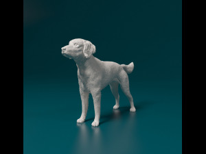 Small Munsterlander 3D Print Model