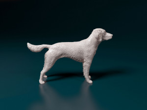 Small Munsterlander 3D Print Model