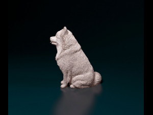 Spitz dog Modello di stampa 3D