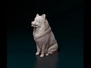 Spitz dog 3D Print Model