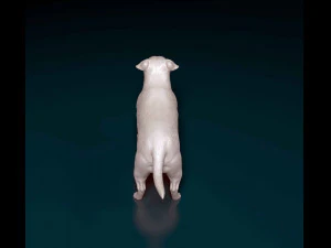 Staffordshire bull terrier 1 3D Print Model