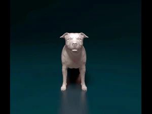 Staffordshire bull terrier 1 3D Print Model