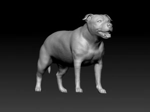 Staffordshire bull terrier 1 3D Print Model