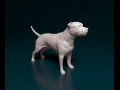 Staffordshire bull terrier 2 3D प्रिंट मॉडल