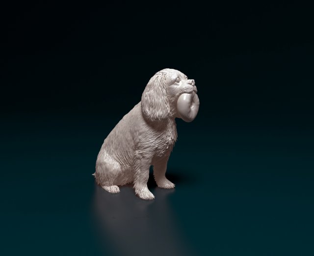 Cavalier King Charles Spaniel 3Dプリントモデル .c4d .max .obj .3ds .fbx .stl .blend 