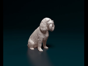Cavalier King Charles Spaniel Modèles 3D en vedette