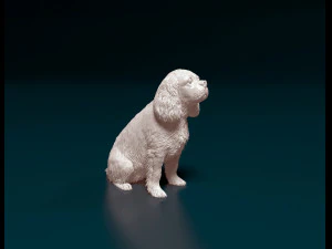 Cavalier King Charles Spaniel 3D Print Model