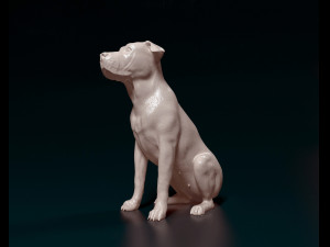 American Bulldog 3D Print Model