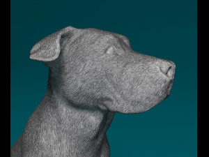 American Bulldog 3D Print Model