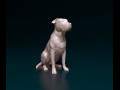 American Bulldog 3D प्रिंट मॉडल