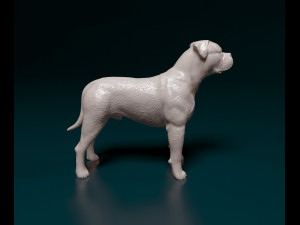 American Bulldog standing 3D Print Model
