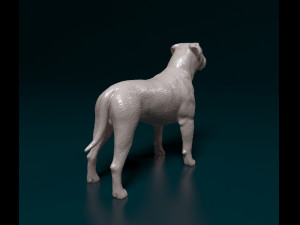 American Bulldog standing 3D Print Model