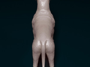 American Bulldog standing 3D Print Model