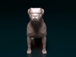 American Bulldog standing 3D Print Model