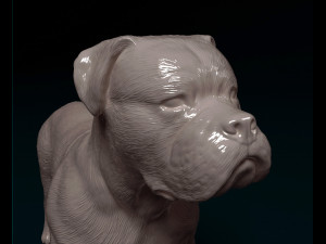 American Bulldog standing 3D Print Model