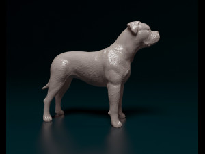 American Bulldog standing 3D Print Model