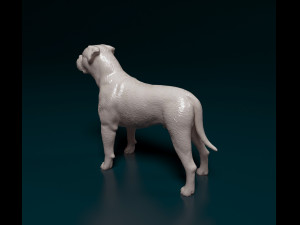 American Bulldog standing 3D Print Model