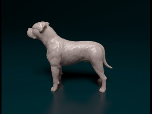American Bulldog standing 3D Print Model