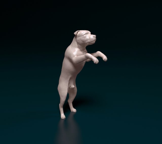 Staffordshire bull terrier 5 Modèles 3D en vedette .c4d .max .obj .3ds .fbx .stl .blend