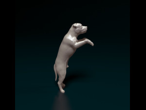 Staffordshire bull terrier 5 Modèles 3D en vedette