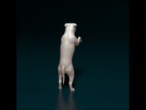 Staffordshire bull terrier 5 Modèles 3D en vedette